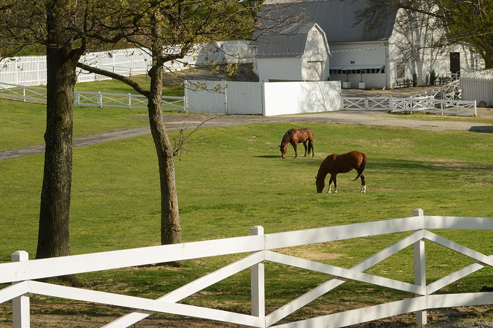 Graceland Presley For A Day Horses | The Guest House at Graceland Graceland Presley For A Day Horses