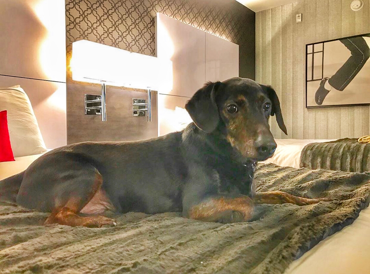 | The Guest House at Graceland | The Guest House at Graceland Boss the Doxie Visit The Guest House at Graceland