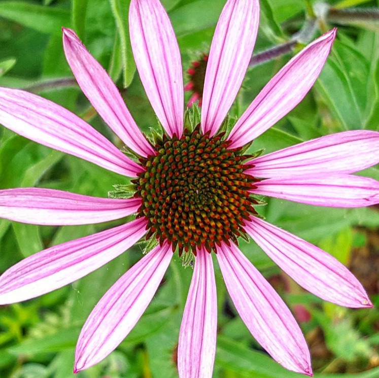 memphis botanic garden